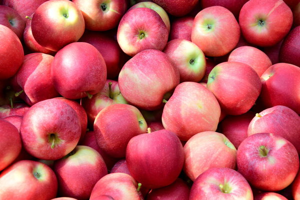Red ripe delicious apples as background and texture