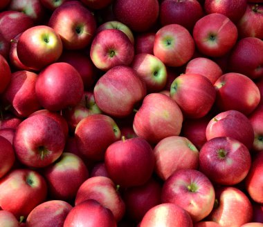 Kırmızı olgun lezzetli elmalar arka plan ve doku olarak