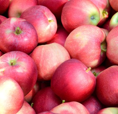 Kırmızı olgun lezzetli elmalar arka plan ve doku olarak