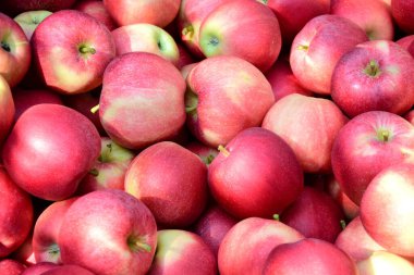 Kırmızı olgun lezzetli elmalar arka plan ve doku olarak
