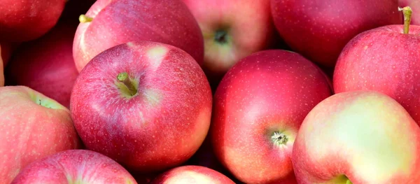 Manzanas Rojas Maduras Deliciosas Como Fondo Textura — Foto de Stock