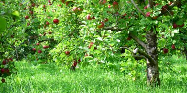 Red ripe apples on a branch against a fuzzy background clipart