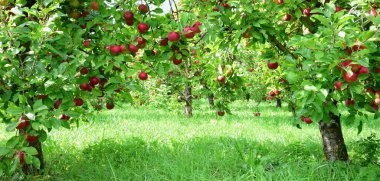 Red ripe apples on a branch against a fuzzy background clipart