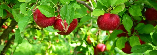 Κόκκινα Ώριμα Μήλα Ένα Κλαδί Ένα Χνουδωτό Φόντο — Φωτογραφία Αρχείου
