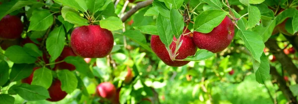 Červená Zralá Jablka Větvi Rozmazaném Pozadí — Stock fotografie