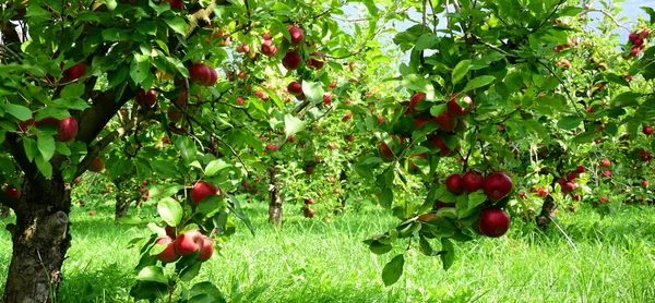 Czerwone Dojrzałe Jabłka Gałęzi Rozmytym Tle — Zdjęcie stockowe