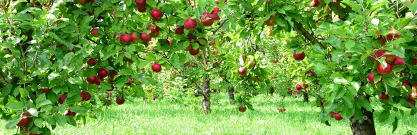 Red Ripe Apples Branch Fuzzy Background — Stock Photo, Image