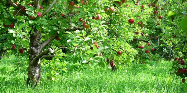 青い背景を持つ枝に赤い熟れたリンゴ ロイヤリティフリーのストック写真