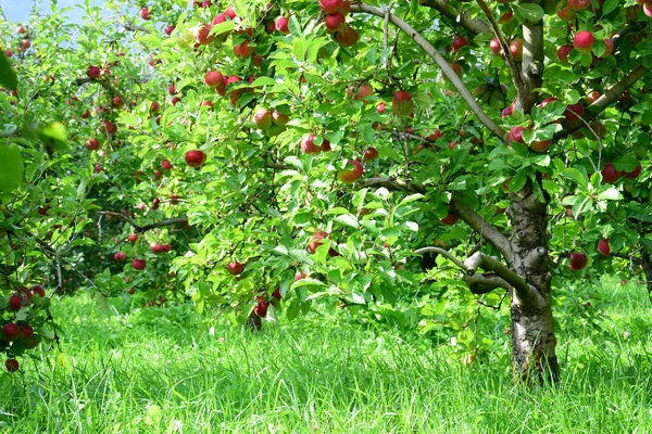 Pommes Mûres Rouges Sur Une Branche Sur Fond Flou Photos De Stock Libres De Droits