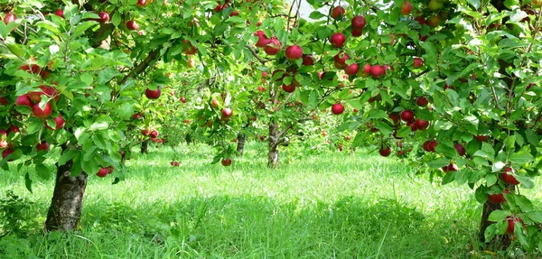 Pommes Mûres Rouges Sur Une Branche Sur Fond Flou Photo De Stock