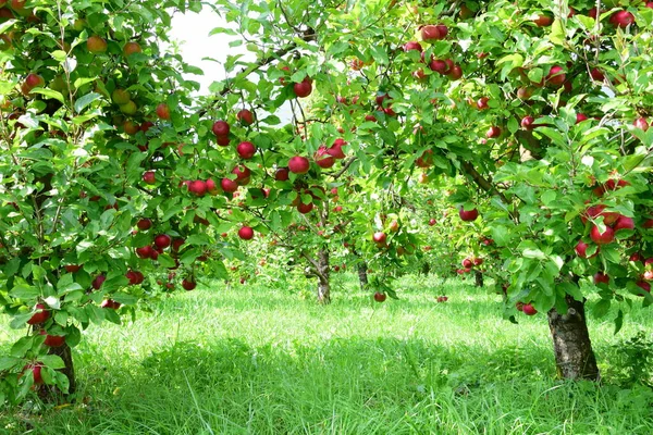 Pommes Mûres Rouges Sur Une Branche Sur Fond Flou Images De Stock Libres De Droits