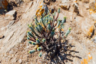 İtalya, Asinara 'daki Sardunya çim bitkisi