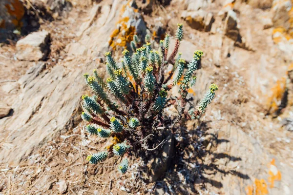 İtalya, Asinara 'daki Sardunya çim bitkisi