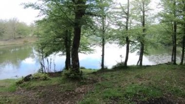 Göle doğal Park ağaç orman yürüyen adam