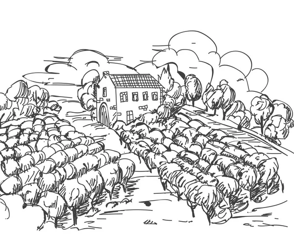 Vintage oyulmuş, elle çizilmiş üzüm bağları manzara