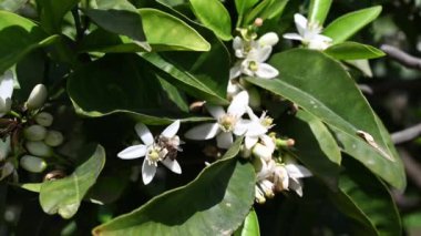 Turuncu çiçeklerdeki arı. Tozlaşma