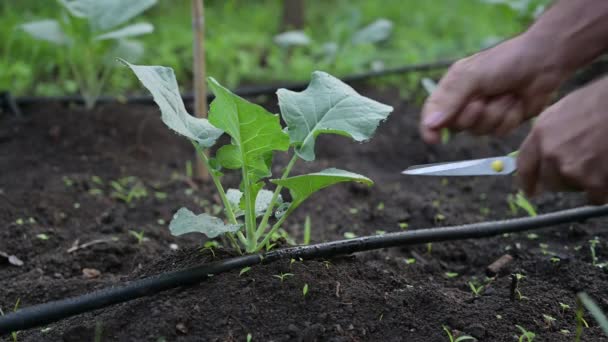 Manos Hombre Trabajando Jardín Poda Verduras Jardín Casero Por Mañana — Vídeos de Stock