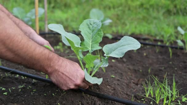 Manos Hombre Trabajando Jardín Poda Verduras Jardín Casero Por Mañana — Vídeo de stock