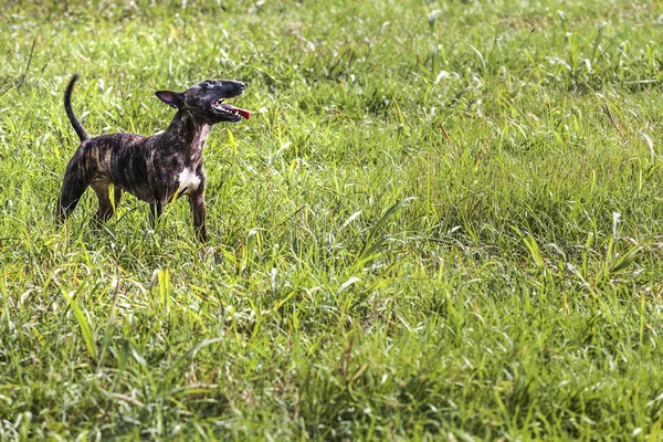 Tiger Bull Terrier Otworzyć Usta Aby Oddech Trawie — Zdjęcie stockowe