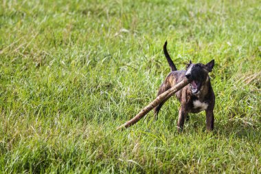 Kaplan boğa korkunç bir tahta sopa çimenlerde ısırıyor