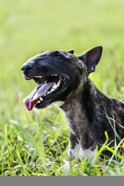 Kaplan bull terrier çim açık geniş ağızlı