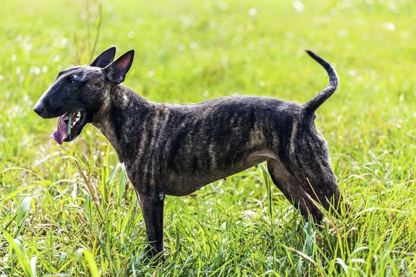 Kaplan Bull Terrier Ayakta Onun Siluet Gösterilen Çim — Stok fotoğraf