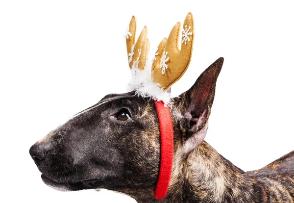 Bull Terrier Hond Close Dragen Van Rendieren Geweien Hoofdband Voor — Stockfoto