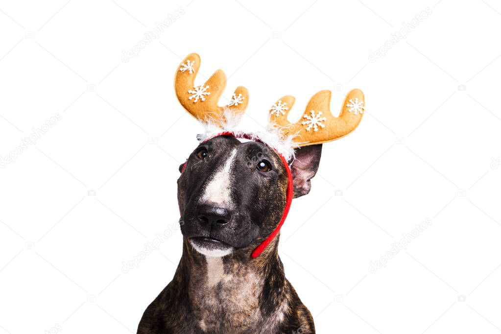 Bull terrier dog portrait wearing reindeer antlers headband for christmas isolated on white