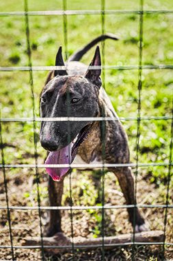 Kaplan deseni boğa korkunç köpek kulübesi muhafaza ile içinde açık ağız