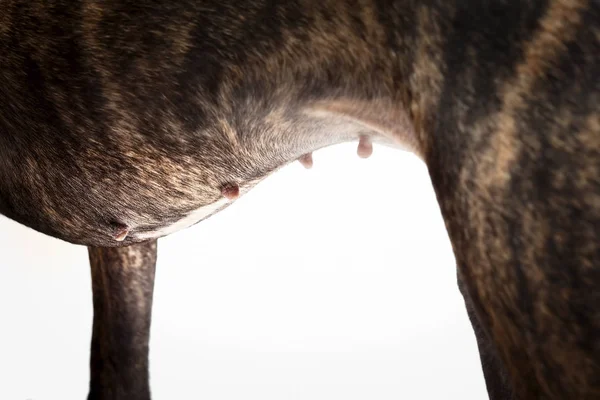 Hond Borsten Buik Close Weergave Geïsoleerd Wit — Stockfoto