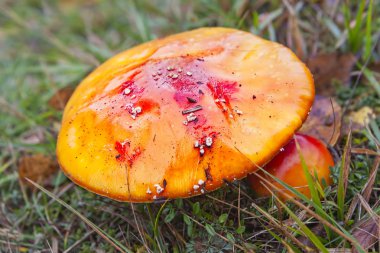 Sarı ve turuncu zehirli mantar Güçlü renkler ile çim