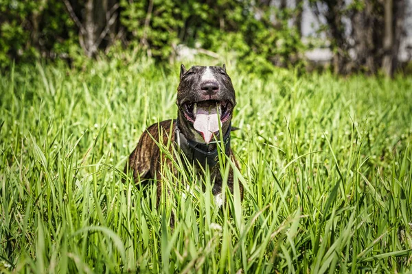 Patrón Tigre Toro Terrier Marrón Descansando Sobre Hierba Con Ratón —  Fotos de Stock