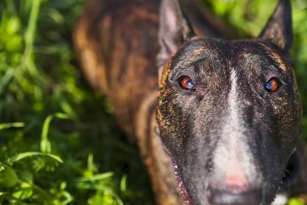 Słodki Tygrys Wzór Bull Terrier Brązowe Oczy Zbliżenie — Zdjęcie stockowe