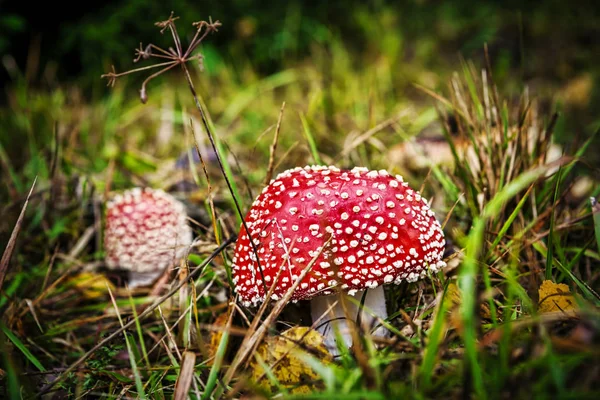 Dwa Amanita Muscaria Czerwone Grzyby Zielonej Trawie Świeże — Zdjęcie stockowe