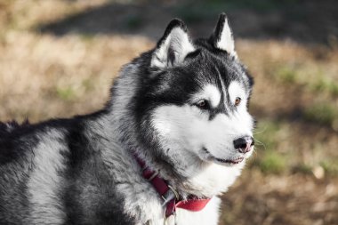 Beyaz siyah husky güzel portre