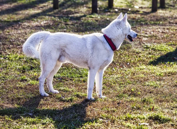 Białe Podświetlenie Husky Stojący Trawie Obrazy Stockowe bez tantiem