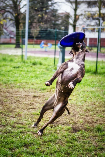 Tiger Bull Terrier Saltando Alto Para Agarrar Disco Morado Durante —  Fotos de Stock