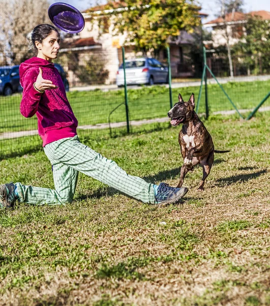 Tiger Bull Terrier Prepara Saltare Alto Afferrare Disco Viola Lanciato — Foto Stock