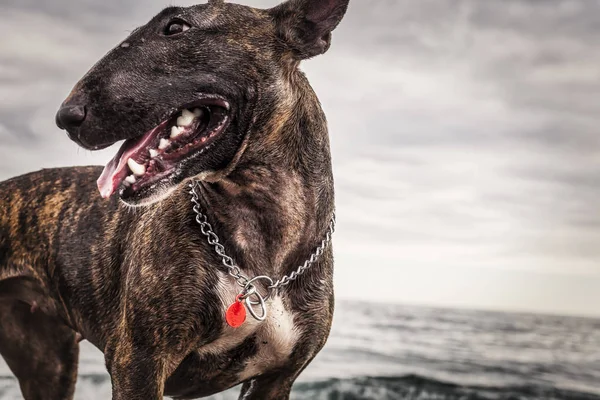 Bull Terrier Portret Metalu Kołnierz Plaży Nieba Morza Fale — Zdjęcie stockowe