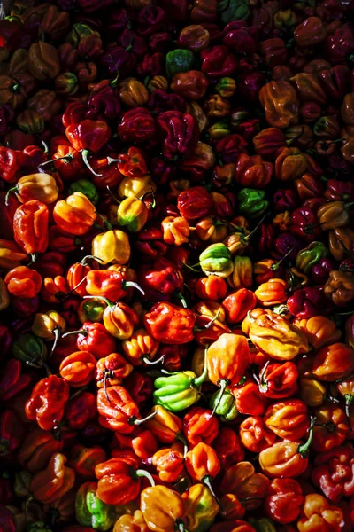 Colorful Yellow Red Green Peppers Exposed Town Market — Stock Photo, Image