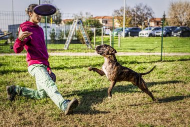 Kaplan boğa korkunç kız eğitmen tarafından atılan bir mor disk kapmak için yüksek atlama