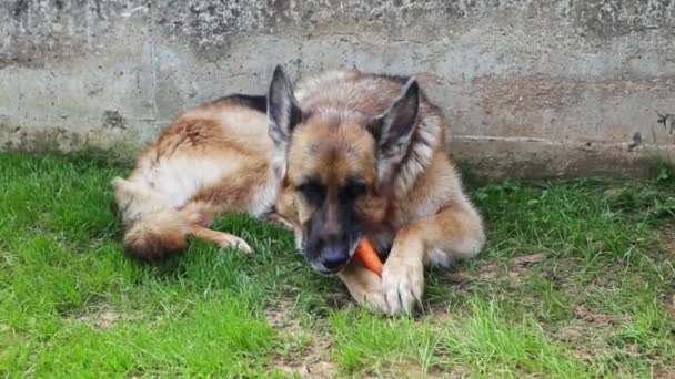 Erwachsener Schäferhund Der Garten Auf Dem Gras Sitzt Isst Eine — Stockvideo