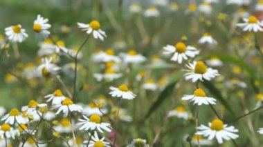 Kamera, gelincik papatya tarlasına yaklaşırken çekmiş. Yüzeyin derinliği. Bulanık çiçekler