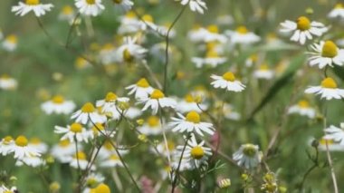 Kamera, gelincik papatya tarlasına yaklaşırken çekmiş. Yüzeyin derinliği. Bulanık çiçekler