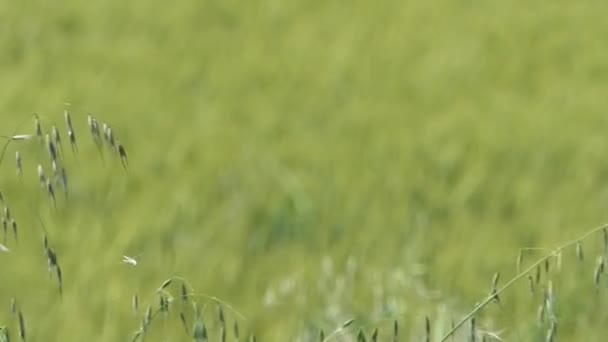 Camion Coulissant Caméra Déplacent Dans Champ Blé Cultivé Avec Longues — Video