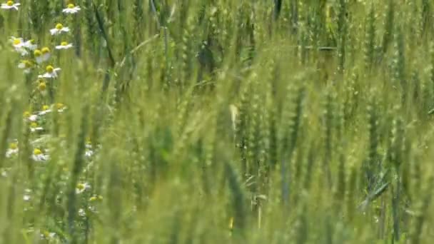 Cámara Deslizamiento Lento Camión Tiro Campo Trigo Verde Flores Manzanilla — Vídeos de Stock