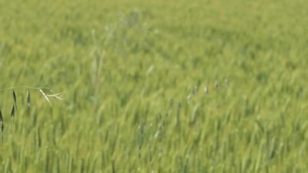 Камера Повзунок Вантажівка Рухається Пшеничному Полі Довгими Стеблами Трави Рухаються — стокове відео