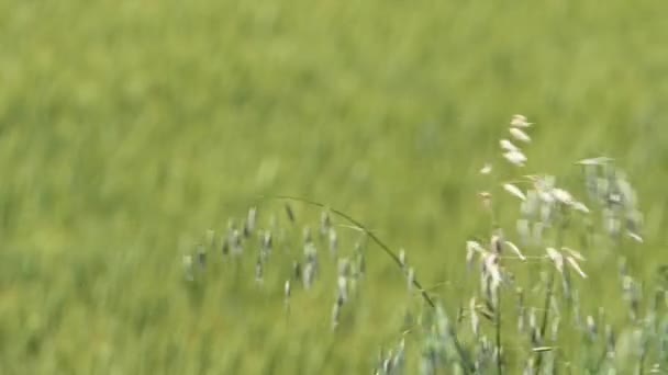 Camionnette Coulissante Déplacent Droite Gauche Dans Champ Blé Cultivé Avec — Video