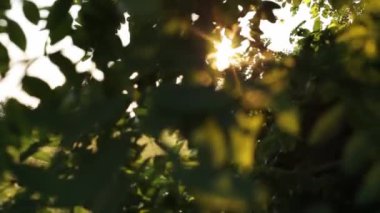 Gün batımında ağaçların yaprakları arasında gün ışığı parlar. Kaydırıcı atışı
