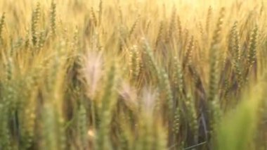 Gün batımında ağaçların yaprakları arasında gün ışığı parlar. Kaydırıcı atışı